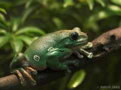 Nature & Wildlife